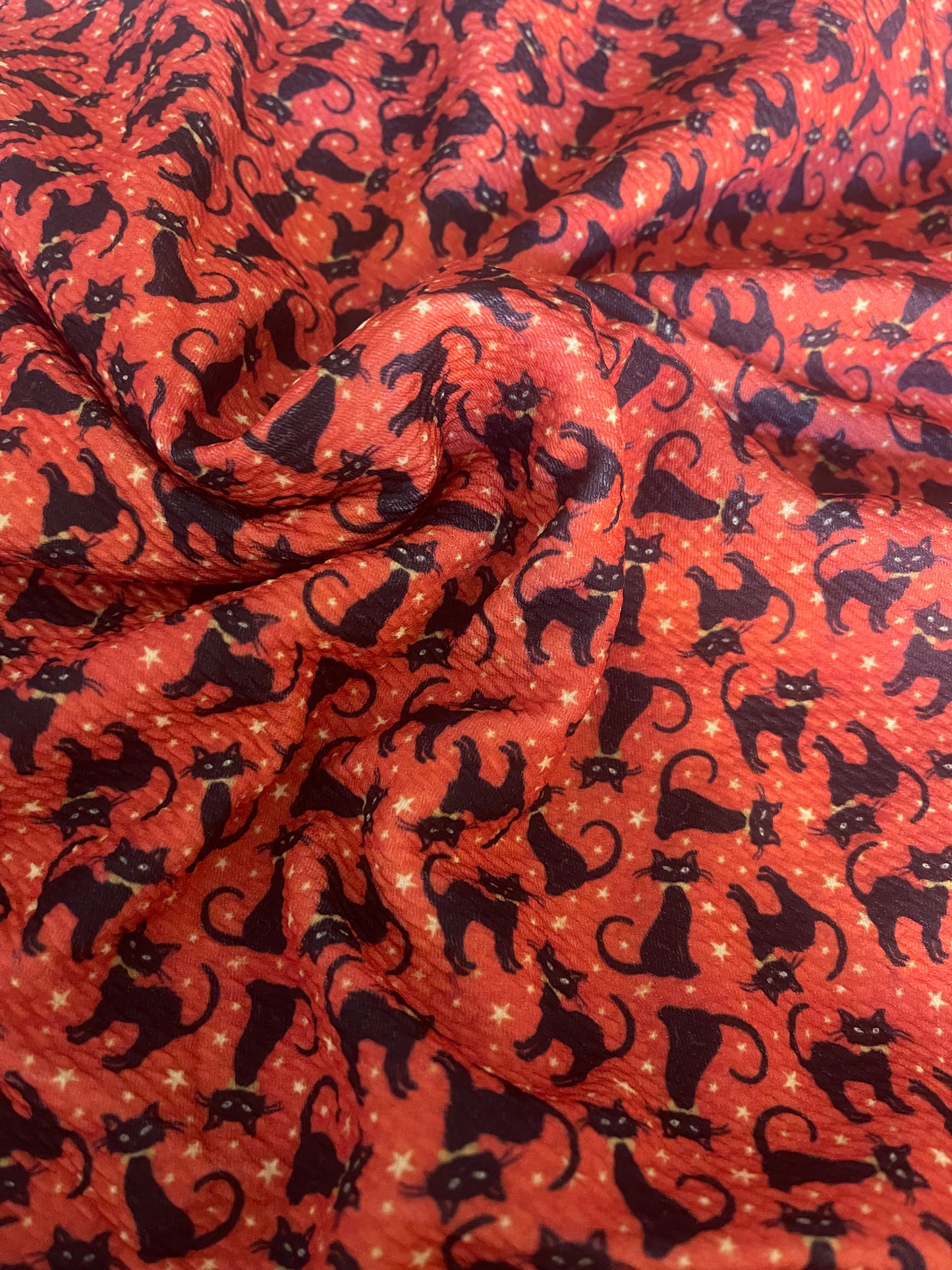 Orange Cats | Bullet